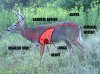 Deer-Circ-System-300x222 (1).jpg