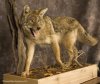 coyotemount26.jpg
