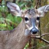 1-spike-buck-chris-mercer.jpg