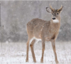DEER-Spike-on-one-side1-209x190.png