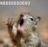 nooooooooooo-squirrel[1].jpg