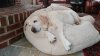 Molson sleeping.jpg