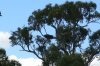 EAGLE NEST.JPG