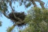 Eagle young 1.JPG