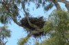 Eagle young 2.JPG