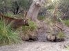 Sambar and wombat 1.jpg