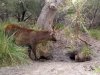 Sambar and wombat 3.jpg