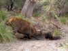 Sambar and wombat 6.jpg