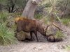 Sambar and wombat 5.jpg