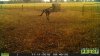 Kangaroo.JPG