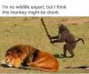 drunk monkey.jpg