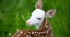 Screenshot_20190422-124416_Gallery.jpg