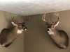 Image1562685783.403386.jpg