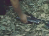 download_20190704_084614.gif
