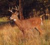 White-Tail-Deercraig.jpg