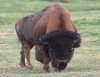 Bison-Buffalo.jpg