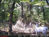 Pie_buck1.JPG
