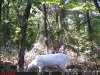Pie_buck2.JPG