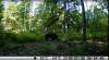 bearr.png