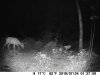 bigger buck.JPG