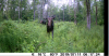 moose.png