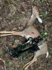 Doe_3a.jpg
