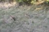 2019 opening day doe.jpg