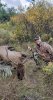 elk.jpg