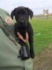 Boomer 9 weeks BUO.JPG