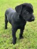 Boomer 9 weeks.JPG