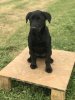 Boomer Puppy-9 weeks.jpeg