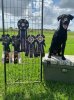 Boomer 9 months-5 Blue Ribbons.JPG