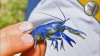 coyote-peterson-peers-under-gian.jpg