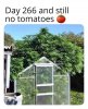 tomatoes.jpg