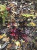13CF4DBC-414B-4073-AF34-482A76553C5E.jpeg