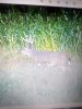 trailcam pic b4 shot.jpg
