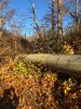 IMG_0429.JPG