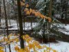 IMG_4951.JPG