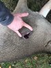 Image1573142168.719877.jpg