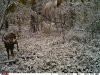 Deb 2019 IDNR River Buck 11 10 19 3.jpg