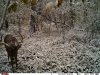 Deb 2019 IDNR River Buck 11 10 19 4.jpg