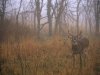 a-8-point-white-tailed-deer-buck-standing-in-grasses-at-woods-edge_u-l-p3kq6o0.jpg