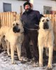 kangal.jpg