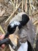 IMG_0596.JPEG