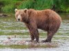 800px-Kamchatka_Brown_Bear_near_Dvuhyurtochnoe_on_2015-07-23.jpg
