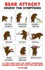 bear attack.jpg