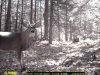 10-24-11 buck stump.jpg