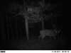 rut spot (2).jpg