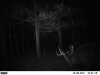 rut spot (4).jpg