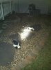 skunk%201.jpg